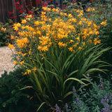 Crocosmia Sunglow - VERDENA-livrat in ghiveci de 3 L