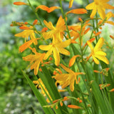 Crocosmia Sunglow - VERDENA-livrat in ghiveci de 3 L