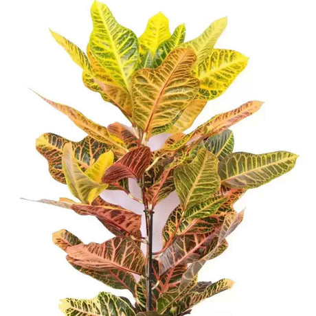 Croton Codiaeum variegatum Excellent - 60 cm - VERDENA-60 cm inaltime livrat in ghiveci de 3 L