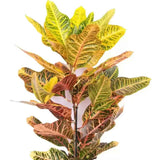 Croton Codiaeum variegatum Excellent - 80 cm - VERDENA-80 cm inaltime livrat in ghiveci de 5 L