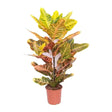 Croton Codiaeum Variegatum Excellent - 80 cm - VERDENA-80 cm inaltime, livrat in ghiveci de 5 l