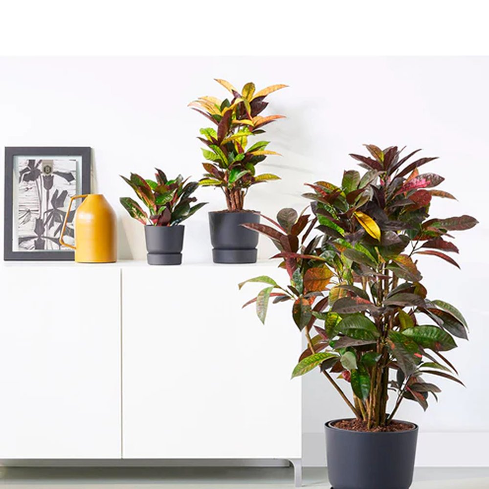 Croton Codiaeum Variegatum Mrs. Iceton - 120 cm - VERDENA-120 cm inaltime, livrat in ghiveci de 4.5 l