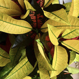 Croton Codiaeum Variegatum Mrs. Iceton - 120 cm - VERDENA-120 cm inaltime, livrat in ghiveci de 4.5 l