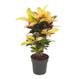 Croton Codiaeum Variegatum Mrs. Iceton - 120 cm - VERDENA-120 cm inaltime, livrat in ghiveci de 4.5 l