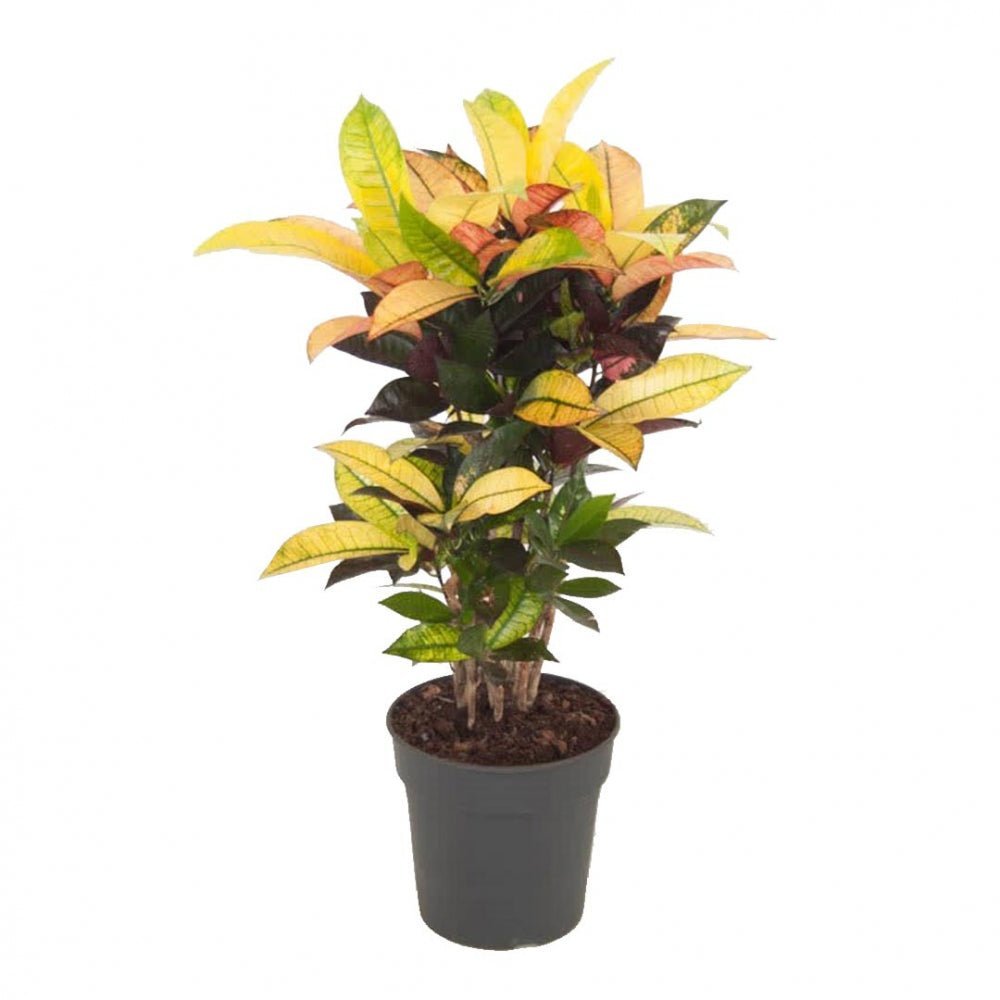 Croton Codiaeum Variegatum Mrs. Iceton - 120 cm - VERDENA-120 cm inaltime, livrat in ghiveci de 4.5 l