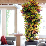 Croton Codiaeum Variegatum Mrs. Iceton - 120 cm - VERDENA-120 cm inaltime, livrat in ghiveci de 4.5 l