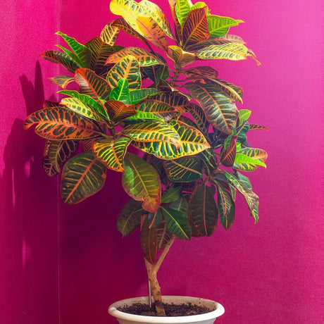 Croton Codiaeum variegatum Petra - 140 cm - VERDENA-140 cm inaltime livrat in ghiveci de 13 L