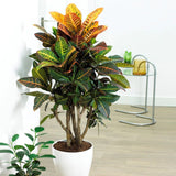 Croton Codiaeum Variegatum Petra - 90 Cm - VERDENA-90 cm inaltime livrat in ghiveci de 5 L