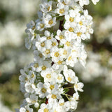 Cununita Grefsheim (Floarea miresii), livrat in ghiveci de 7.5L