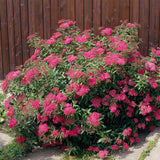 Cununita roz Anthony Waterer - VERDENA-30 cm inaltime, in ghiveci de 4.6L