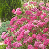 Cununita roz Anthony Waterer - VERDENA-30 cm inaltime, in ghiveci de 4.6L