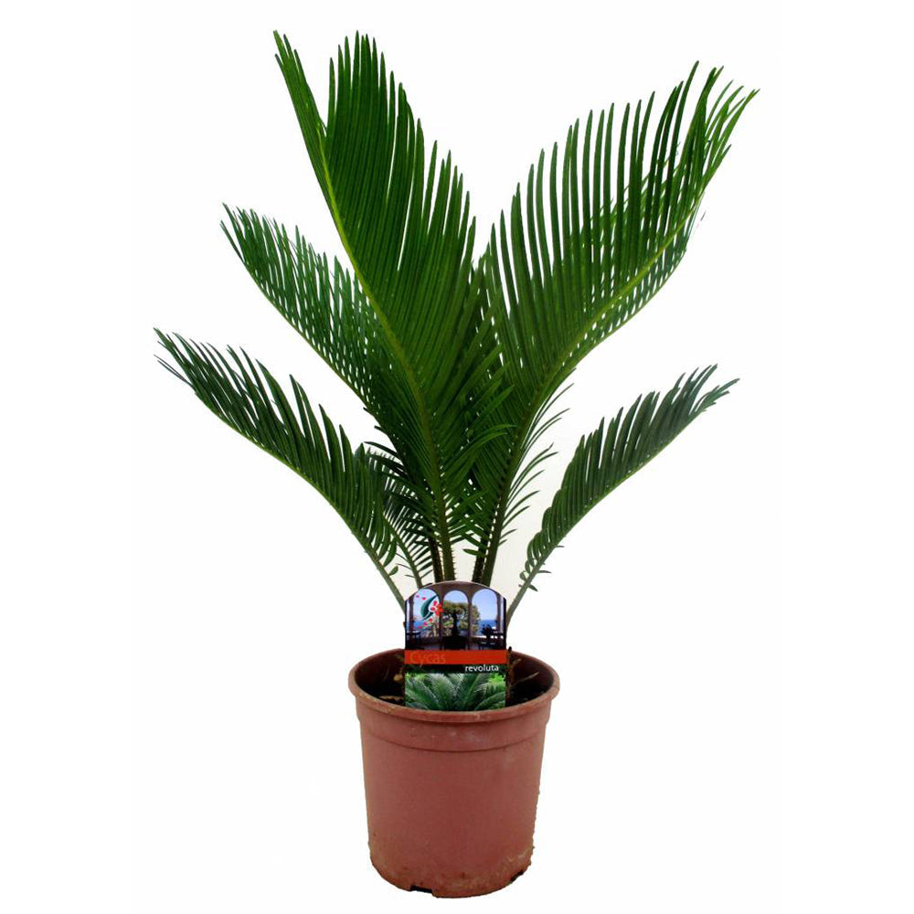 Palmier Sagotier Japonez Cycas Revoluta  - 40 cm