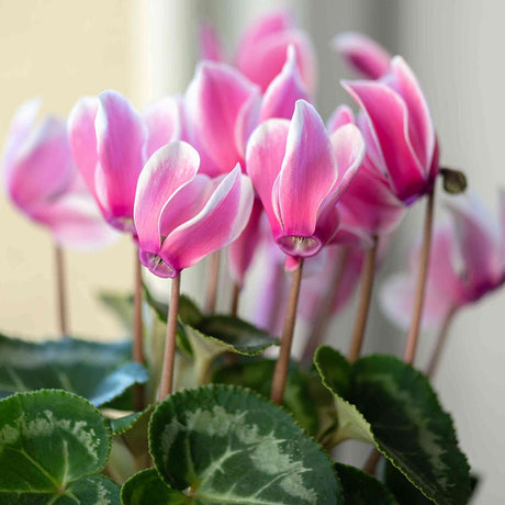 Cyclamen Overig - VERDENA-25-35 cm inaltime livrat in ghiveci de 1.2 L