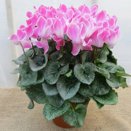 Cyclamen Overig - VERDENA-25-35 cm inaltime livrat in ghiveci de 1.2 L