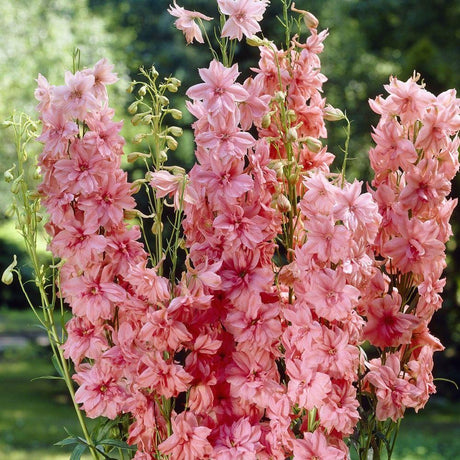 Delphinium Astolat, livrat in ghiveci de 2L