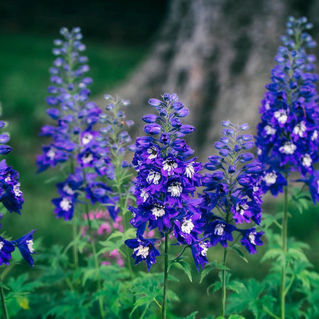 Delphinium Dark Bee, 5-10 cm inaltime, in ghiveci de 2L