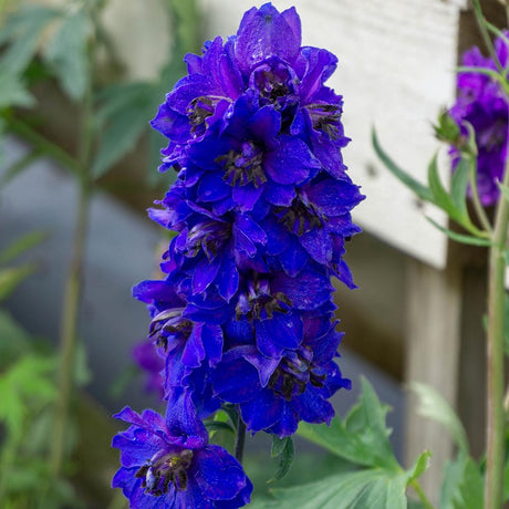 Delphinium Dark Bee, 5-10 cm inaltime, in ghiveci de 2L