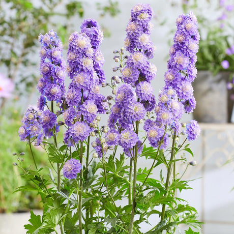 Delphinium Highlander Bolero - VERDENA-3-5 cm inaltime livrat in ghiveci de 2 L