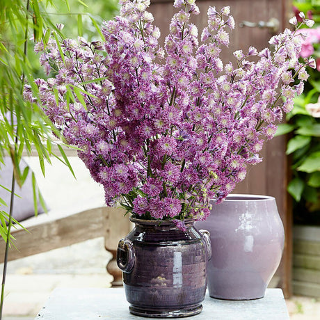 Nemtisor (Delphinium) Highlander Flamenco