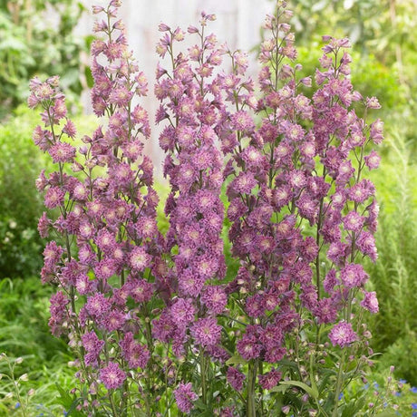 Delphinium Highlander Flamenco - VERDENA-3-5 cm inaltime livrat in ghiveci de 2 L