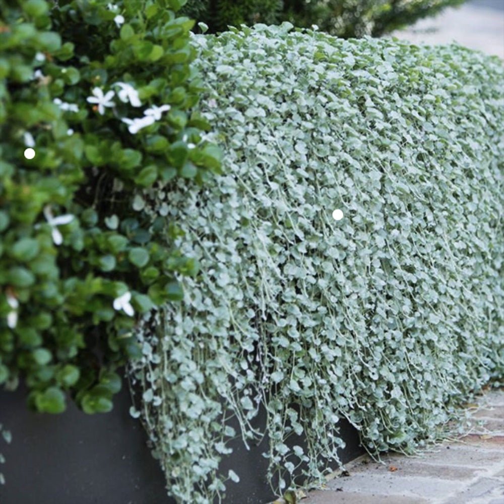 Dichondra Argentea Silver Falls Curgatoare Verdena dichondra-argentea-silver-falls-curgatoare-verdena