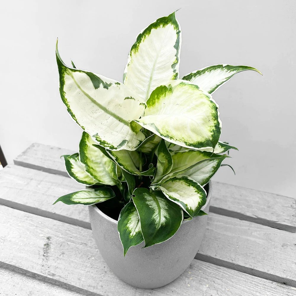 Dieffenbachia Cool Beauty - 50 cm - VERDENA-40 cm la livrare in ghiveci cu Ø de 19 cm