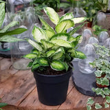 Dieffenbachia Cool Beauty - 50 cm - VERDENA-40 cm la livrare in ghiveci cu Ø de 19 cm