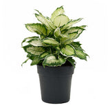 Dieffenbachia Cool Beauty - 50 cm - VERDENA-40 cm la livrare in ghiveci cu Ø de 19 cm