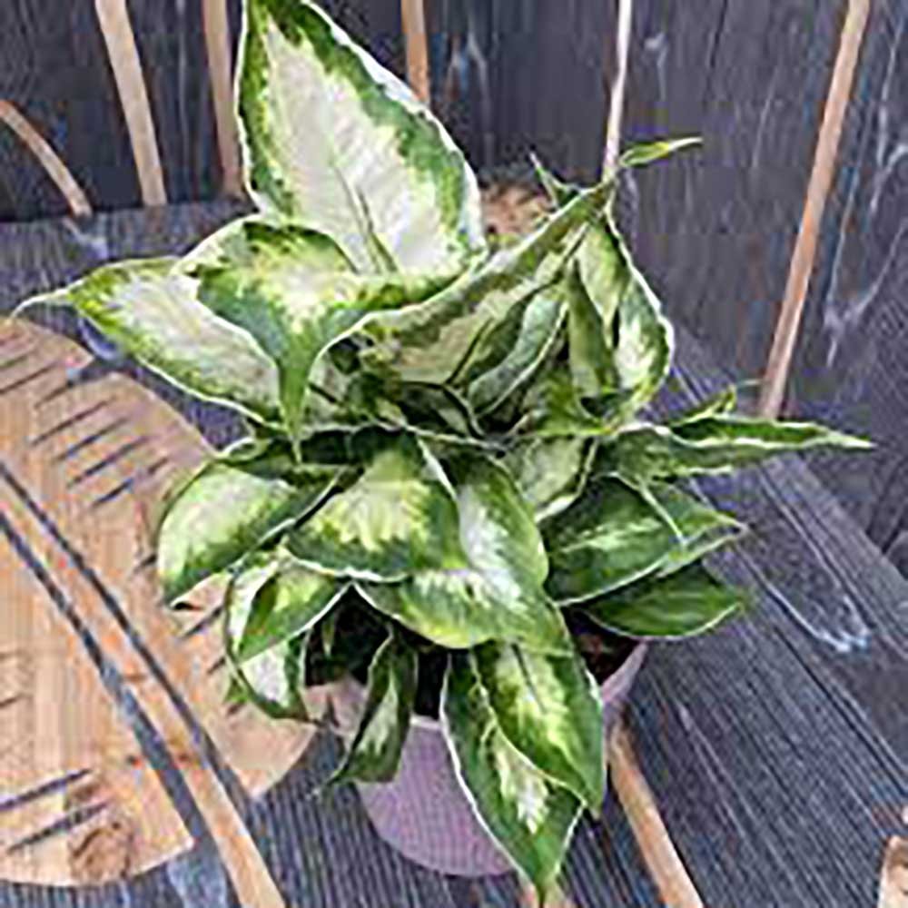 Dieffenbachia Cool Beauty - 50 cm - VERDENA-40 cm la livrare in ghiveci cu Ø de 19 cm