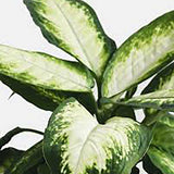 Dieffenbachia Cool Beauty - 50 cm - VERDENA-40 cm la livrare in ghiveci cu Ø de 19 cm