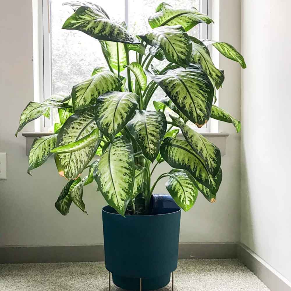 Dieffenbachia Tropical Snow - 70 cm | Verdena – VERDENA
