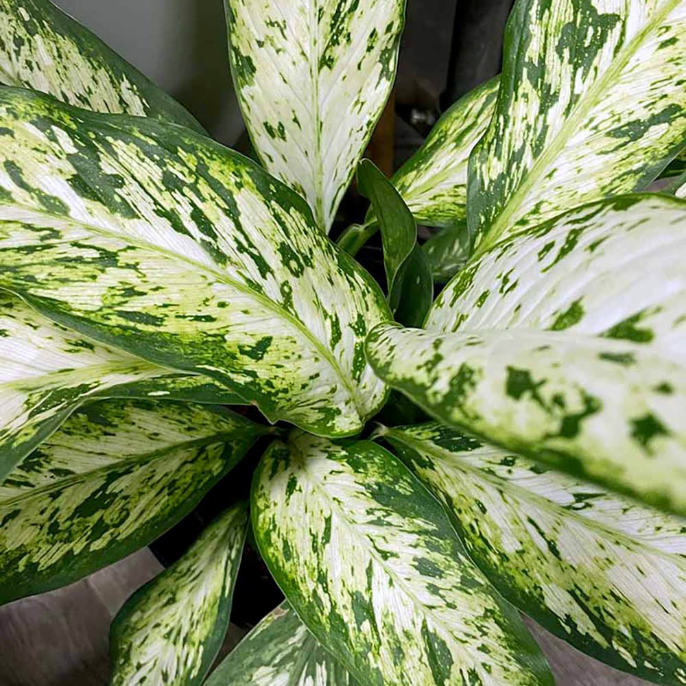 Dieffenbachia Vesuvius - 70 cm - VERDENA-70 cm inaltime la livrare in ghiveci de 17 cm