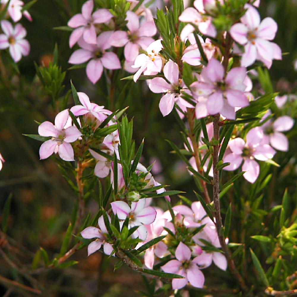 Diosma Pink Sensation - VERDENA-20-25 cm inaltime livrat in ghiveci de 3 L