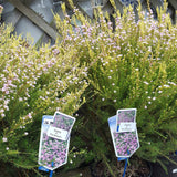 Black Friday - Reduceri Diosma Pink Sensation Promotie