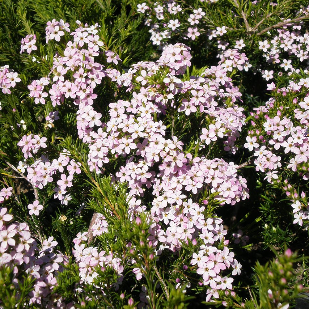 Diosma Pink Sensation - VERDENA-20-25 cm inaltime livrat in ghiveci de 3 L