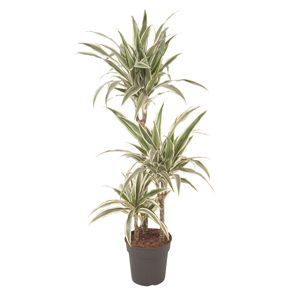 Trunchiul Fericirii (Dracena) White Stripe, Tulpini Multiple - 90 cm