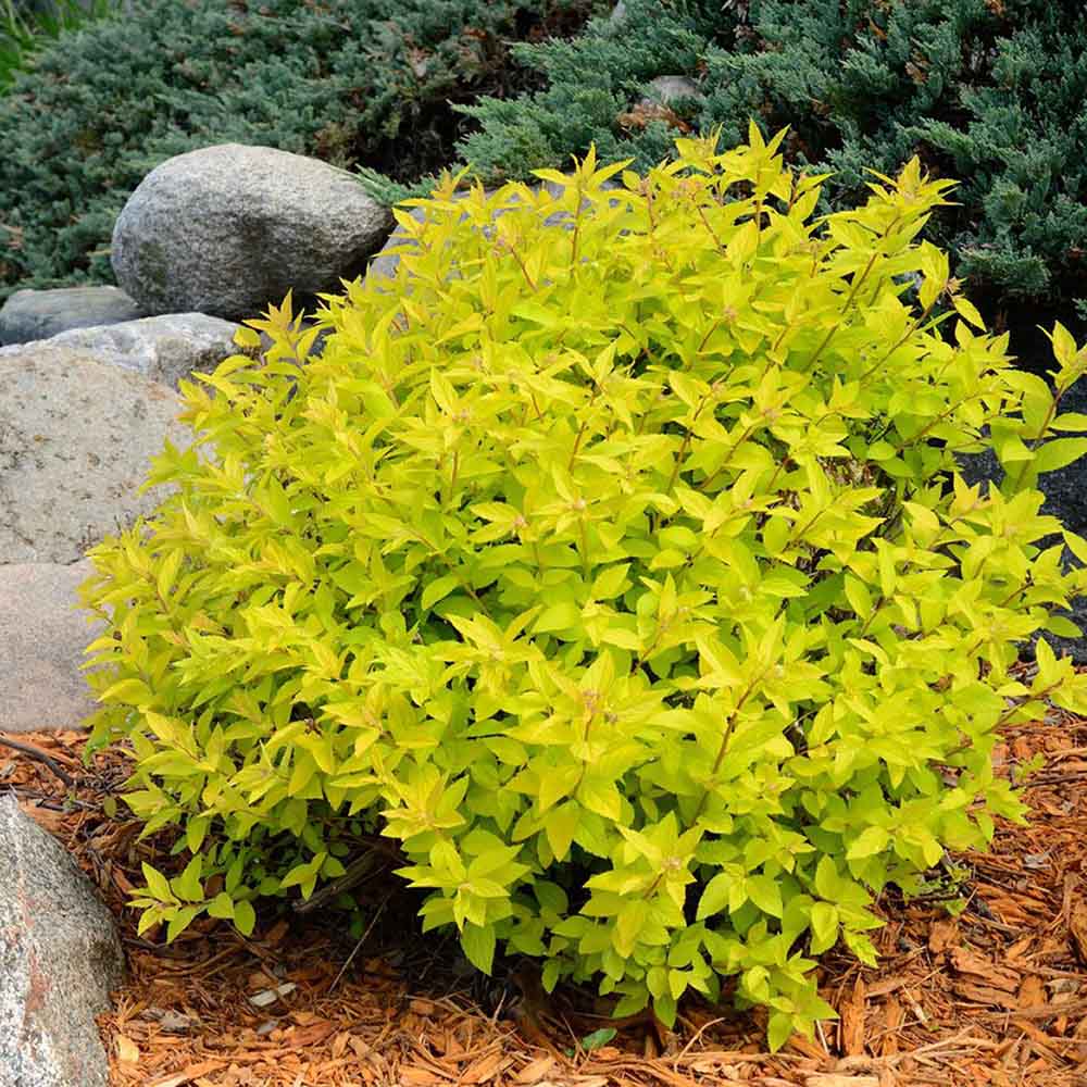 Dracila Berberis galbena Japoneza Lime Star, cu frunze aurii - VERDENA-30 cm inaltime, livrat in ghiveci de 3 l