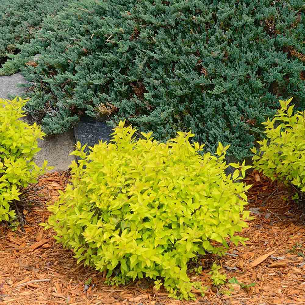 Dracila Berberis galbena Japoneza Lime Star, cu frunze aurii - VERDENA-30 cm inaltime, livrat in ghiveci de 3 l