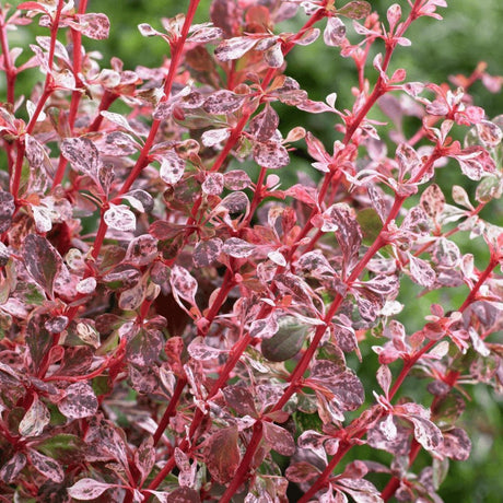 Dracila Berberis Japoneza Harlequin, cu frunze roz-alb