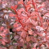 Dracila Berberis japoneza Pink Queen - VERDENA-30 cm inaltime livrat in ghiveci de 3 L