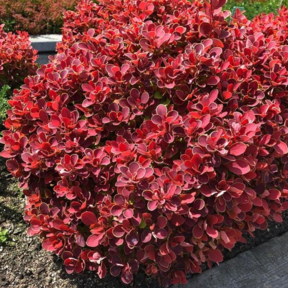 Dracila berberis japoneza purpuriu Ruby Star | Verdena