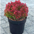 Dracila berberis japoneza Ruby Star - VERDENA-20 cm inaltime in ghiveci de 3 L