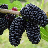 Dud Ornamental Alb Plangator (Morus Alba), cu fructe negre dulci - VERDENA-Tulpina de 150 cm, de livrat in ghiveci de 6 l