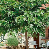 Dud ornamental fara fructe - Tip Copac - VERDENA-Livrat in ghiveci de 15 l