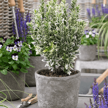 Salba Japoneza Euonimus White Spire, cu frunze verzi-albe