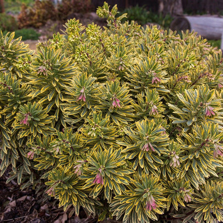 Euphorbia Ascot Rainbow - VERDENA-25-35 cm inaltime livrat in ghiveci de 2 L