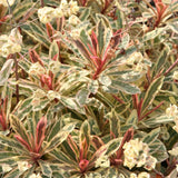 Euphorbia Frosted Flame - VERDENA-25-35 cm inaltime livrat in ghiveci de 2 L