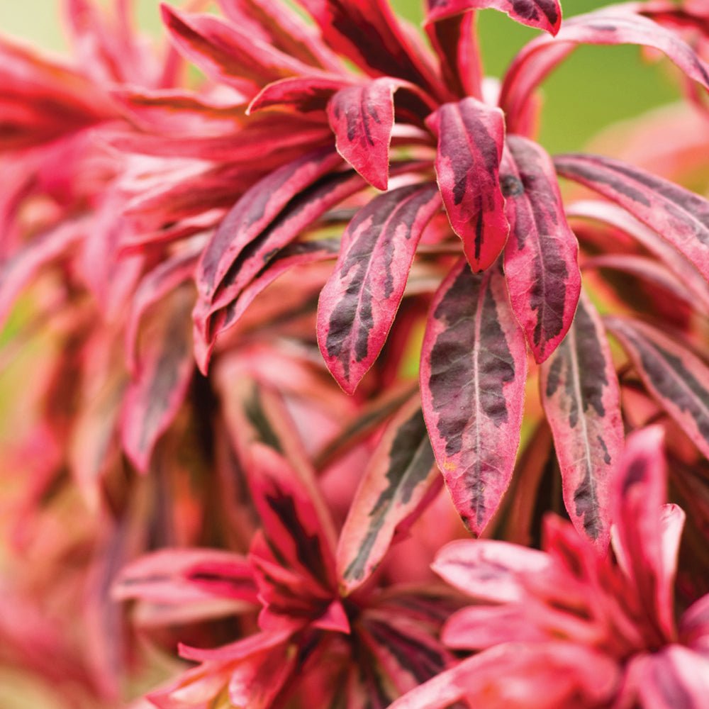 Euphorbia Frosted Flame - VERDENA-25-35 cm inaltime livrat in ghiveci de 2 L