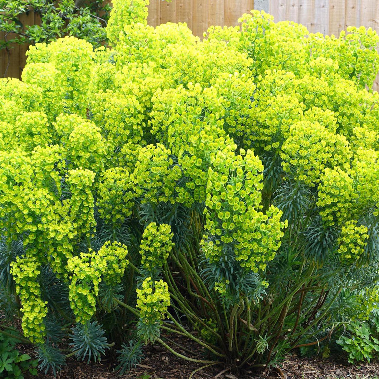 Euphorbia (Laptele cucului) Siberian, livrat in ghiveci de 0.5L