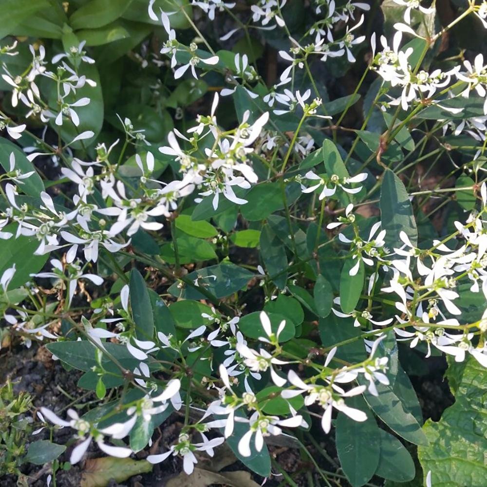 Euphorbia (Laptele cucului) Silver Fog, livrat in ghiveci de 1L